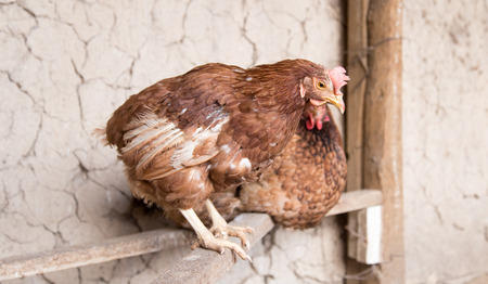 portrait of a chicken farmの写真素材