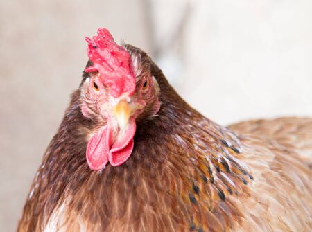 portrait of a chicken farmの写真素材