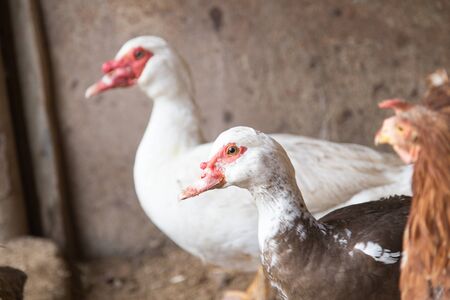 Goose on the farmの写真素材