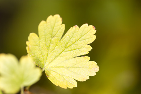 autumn leaves in natureの写真素材