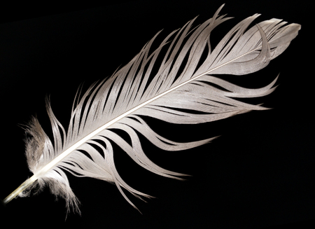 feather on a black backgroundの写真素材