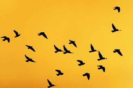 silhouette dove on a background of a sunsetの写真素材