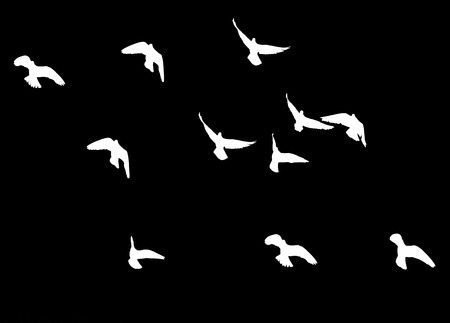 flock of pigeons on a black backgroundの写真素材
