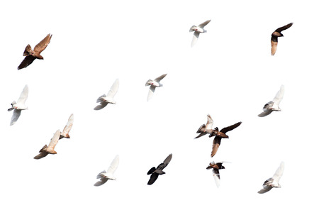 flock of pigeons on a white backgroundの写真素材
