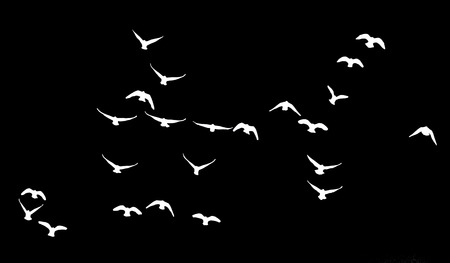 flock of pigeons on a black backgroundの写真素材