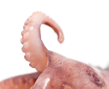 Octopus on white background. Close-up view.の写真素材