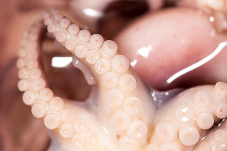 octopus. close-upの写真素材