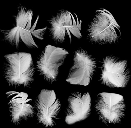 white feather of a bird on a black backgroundの写真素材