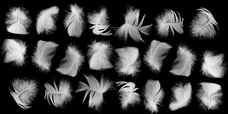 white feather of a bird on a black backgroundの写真素材