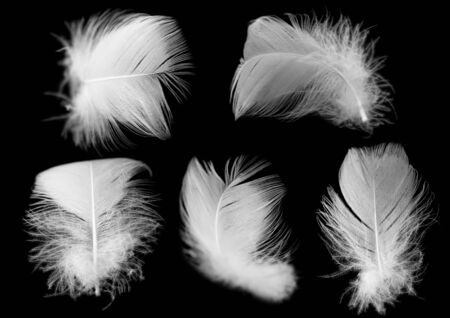 white feather of a bird on a black backgroundの写真素材