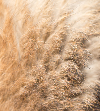 background of the dog's coat