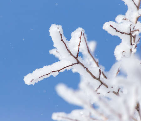snow on the branches of a tree against the blue sky
