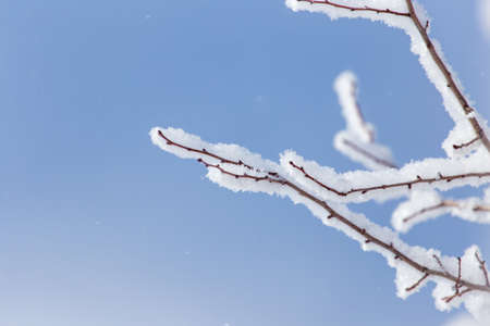snow on the branches of a tree against the blue sky