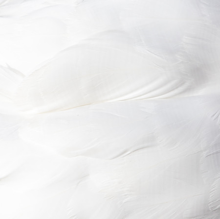 background of white swan feathersの写真素材