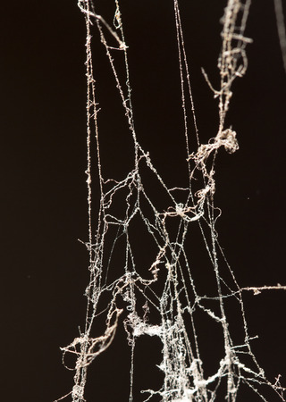 abstract background old spider websの写真素材