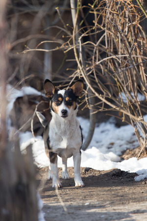 dog on the natureの写真素材