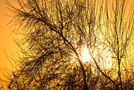 tree on a background of beautiful sunriseの写真素材