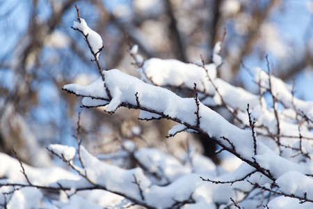 snow on the branches of a tree against the blue skyの写真素材
