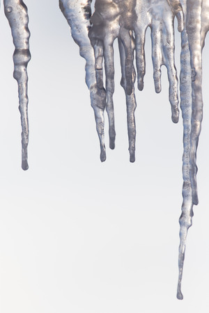 frosty tree branch in winterの写真素材