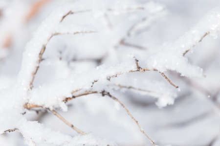 snow on the branches of a treeの写真素材