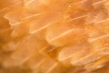 A close-up of red chicken feathersの写真素材