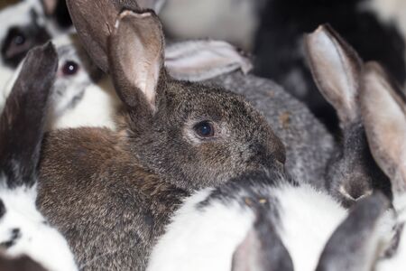rabbit on the farmの写真素材