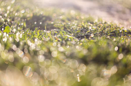 dew on the grassの写真素材