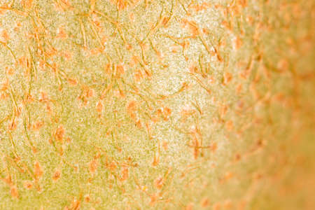 kiwi as a background. super macroの写真素材