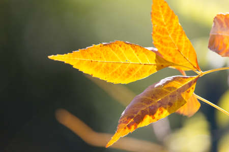 tree leaves in autumn
