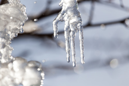 ice from the tree in nature