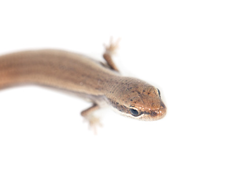 lizard on a white background