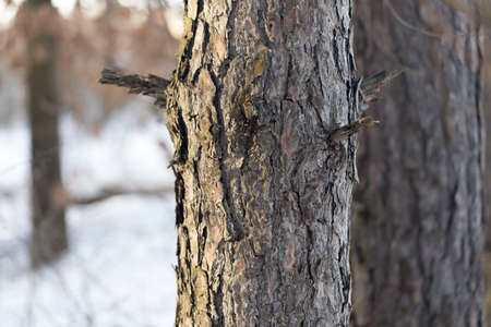 pine trunk