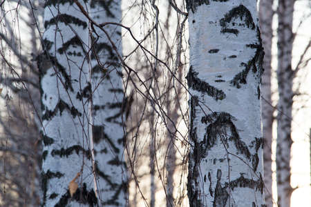 birch at sunrise sun
