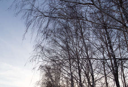 bare tree branches at dawn sun