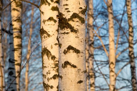 birch at sunrise sunの写真素材