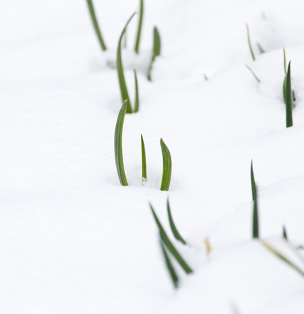green onions in the snow in the winterの写真素材