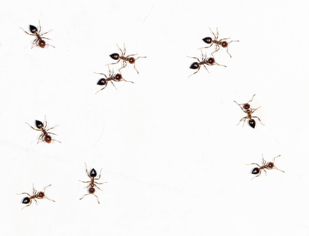 ants on a white wall. close-upの写真素材