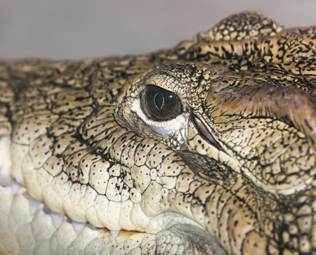eye of a crocodileの写真素材