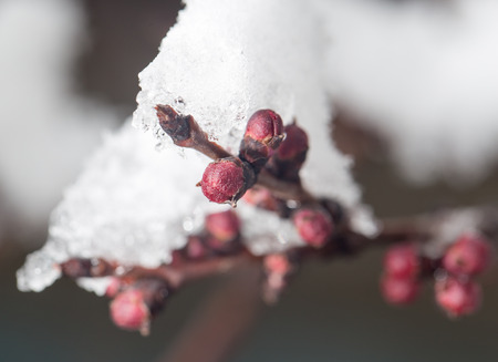 The buds of the tree close-up frozen in iceの写真素材