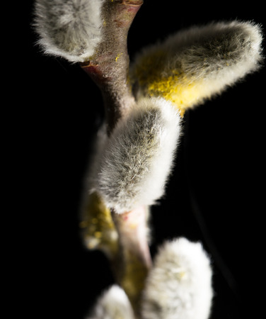Willow on a black backgroundの写真素材