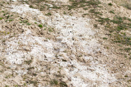 salt on the ground in nature