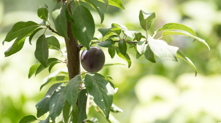 plums on the tree in natureの写真素材