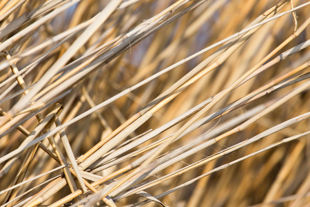 background of yellow reeds in natureの写真素材