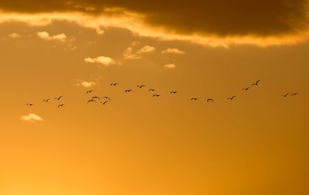 a flock of birds at dawn, the sunの写真素材