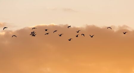 a flock of birds at sunsetの写真素材