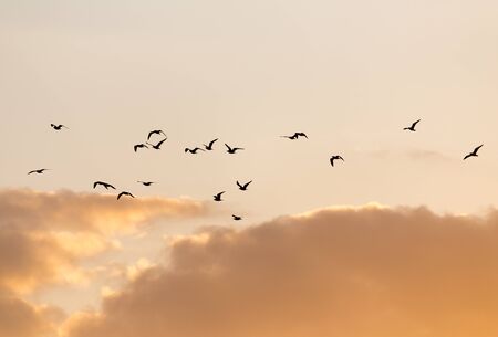 a flock of birds at sunsetの写真素材