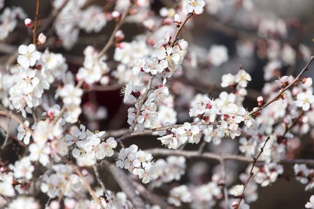beautiful flowers on a tree in springの写真素材