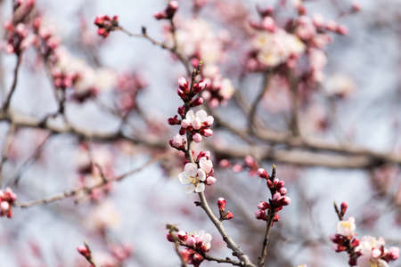 beautiful flowers on a tree in spring