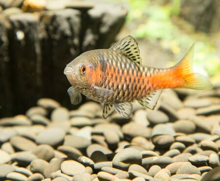 fish in an aquariumの写真素材