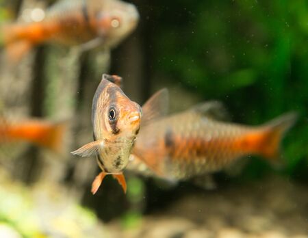 fish in an aquariumの写真素材